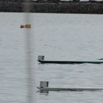 Barco1 - Floripa | Barco 2 - Itajaí